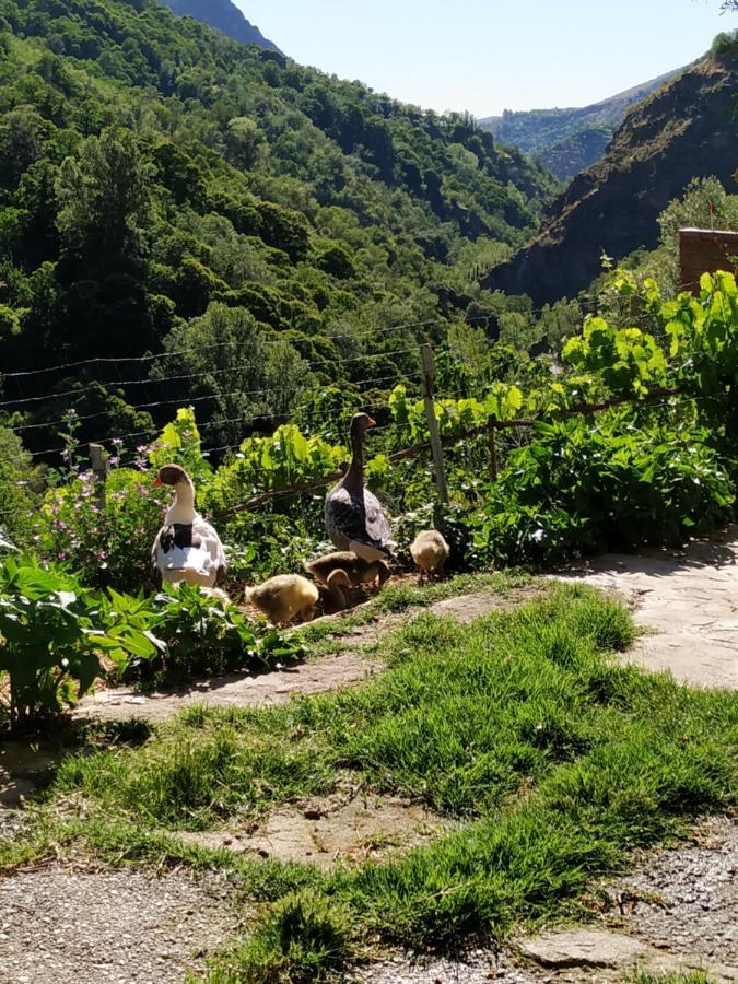 Pensjonat Cortijo La Solana Güéjar Sierra Zewnętrze zdjęcie
