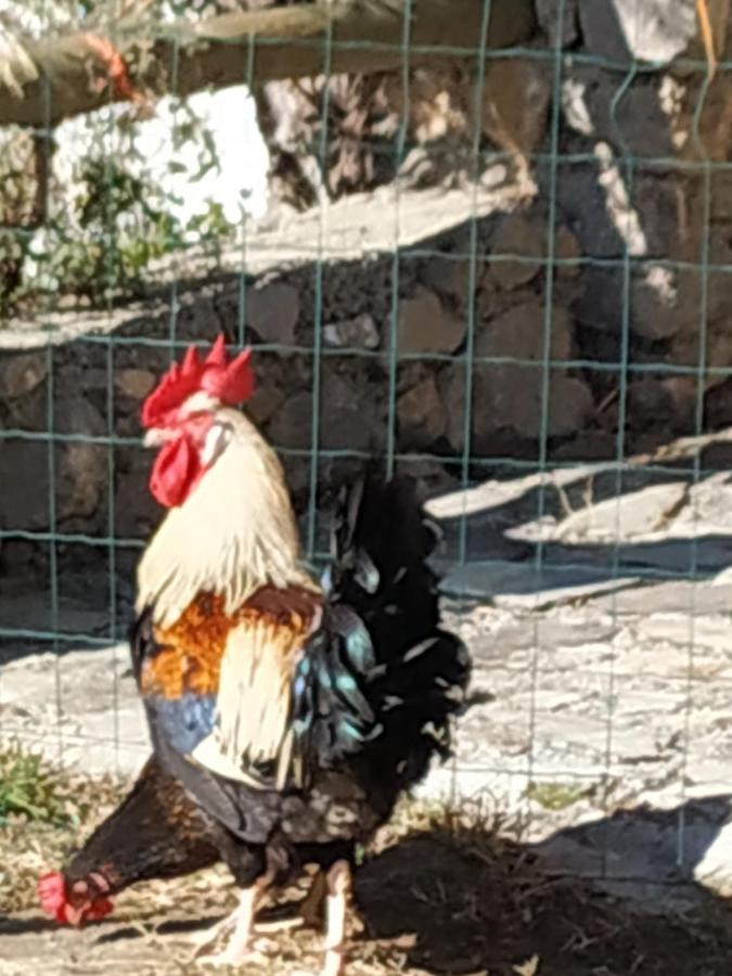 Pensjonat Cortijo La Solana Güéjar Sierra Zewnętrze zdjęcie