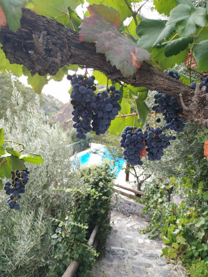 Pensjonat Cortijo La Solana Güéjar Sierra Zewnętrze zdjęcie